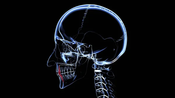 Human Teeth Canine Anatomy Illustration Medical Concept — Stock fotografie