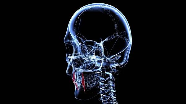 Human Teeth Canine Anatomy Illustration Medical Concept — Stok Foto