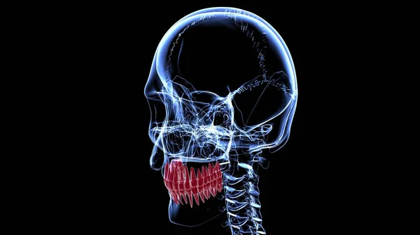 Ilustración Anatomía Los Dientes Humanos Para Concepto Médico —  Fotos de Stock