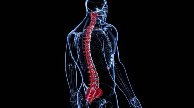İnsan İskeleti Omurgası Omurga Anatomisi 3D İllüstrasyon