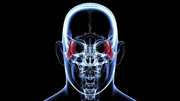 Anatomia Óssea Zigomática Crânio Esqueleto Humano Para Ilustração Médica Conceito — Fotografia de Stock