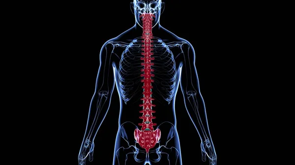 Human Skeleton Vertebral Column Vertebrae Anatomy 3D Illustration