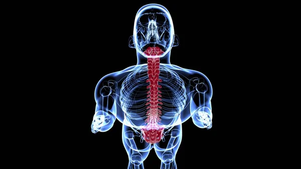 Human Skeleton Vertebral Column Vertebrae Anatomy 3D Illustration