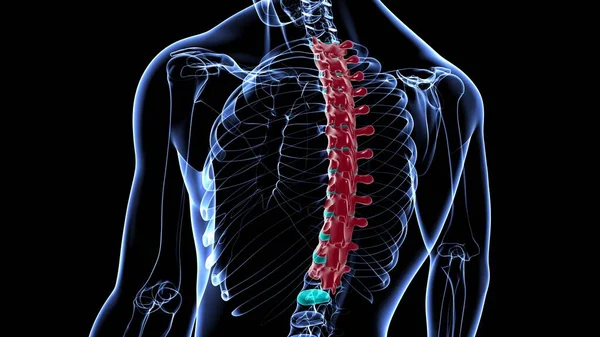 Människans Skelett Vertebral Kolumn Bröstkorg Vertebrae Anatomi Illustration — Stockfoto