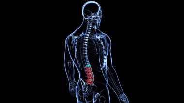 İnsan İskeleti Omurgası Bel Bel Omurgası Anatomi 3D Görüntü