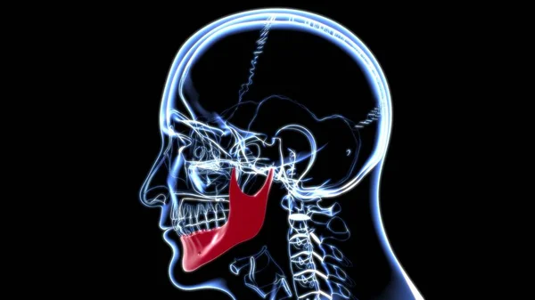 Human Skeleton Skull Mandible Bone Anatomy For Medical Concept 3D Illustration