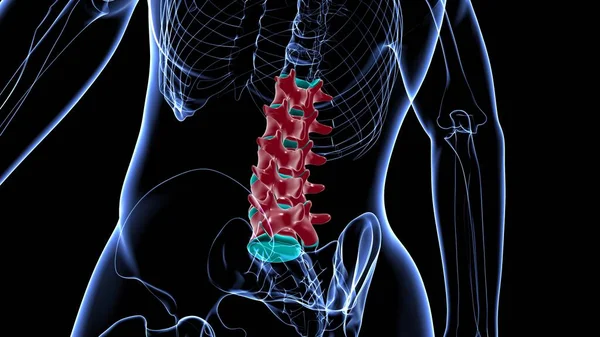 Human Skeleton Vertebral Column Lumbar Vertebrae Anatomy 3D Illustration