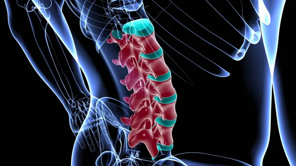 Esqueleto Humano Coluna Vertebral Vértebras Lombares Anatomia Ilustração — Fotografia de Stock