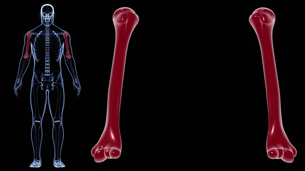 해부학 Humerus Bone Rendering Medical Concept — 스톡 사진