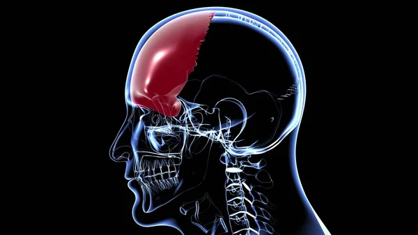 Human Skeleton Skull Frontal Bone Anatomy Medical Concept Illustration — Stock fotografie