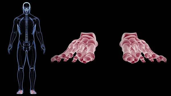 Анатомия Стоп Человеческих Скелетов Медицинской Концепции Иллюстрация — стоковое фото
