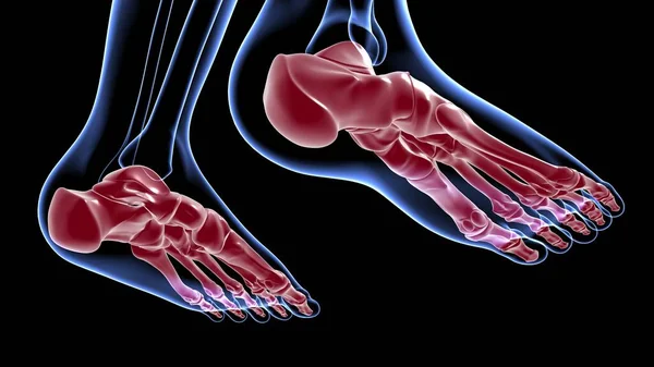 Ανθρώπινα Κόκκαλα Ποδιών Σκελετός Ανατομία Για Ιατρική Έννοια Εικονογράφηση — Φωτογραφία Αρχείου