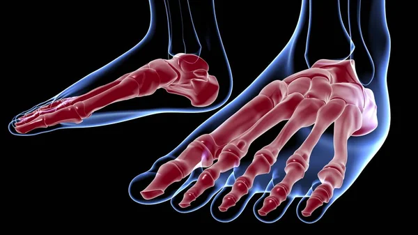 Ludzki Szkielet Kości Stóp Anatomia Koncepcji Medycznej Ilustracja — Zdjęcie stockowe
