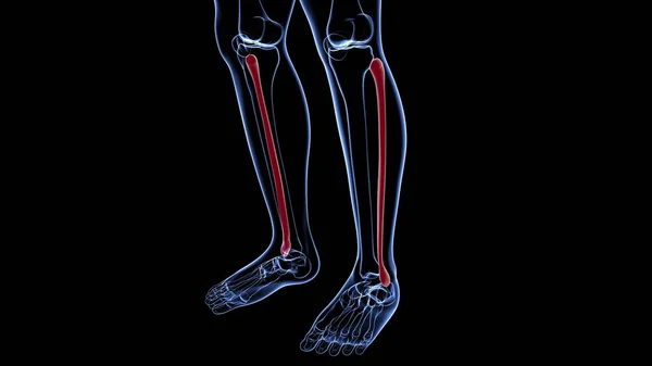 Anatomia Esqueleto Humano Fibula Osso Renderização Para Conceito Médico — Fotografia de Stock