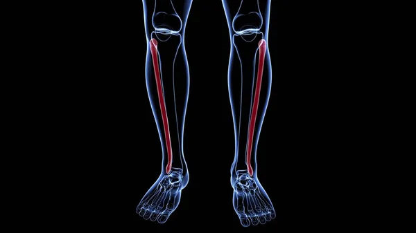 Анатомія Людського Скелета Fibula Кістка Рендерингу Медичної Концепції — стокове фото