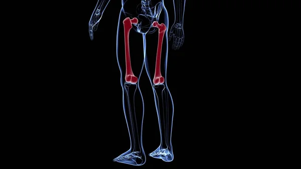 Anatomía Del Esqueleto Humano Representación Del Hueso Del Fémur Para —  Fotos de Stock