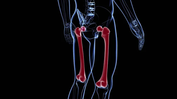 Nsan Iskeleti Anatomisi Uyluk Kemiği Tıbbi Kavram Hazırlama — Stok fotoğraf