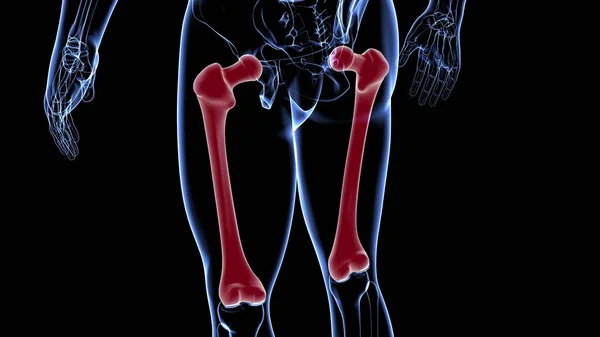 Menselijke Skelet Anatomie Femur Bone Rendering Voor Medisch Concept — Stockfoto