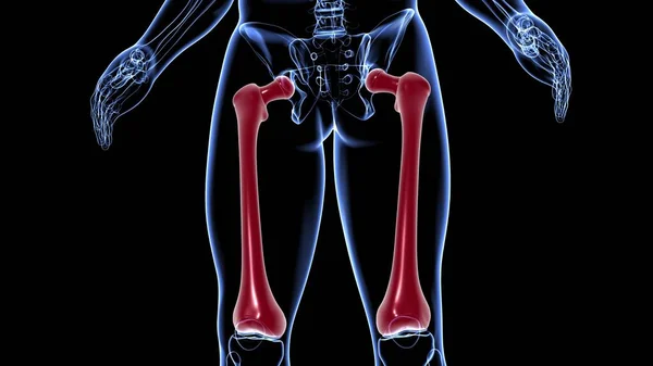 Ludzki Szkielet Anatomia Kości Udowej Rendering Dla Koncepcji Medycznej — Zdjęcie stockowe
