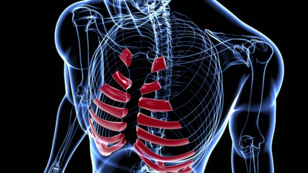 Anatomie Des Menschlichen Skeletts Küstenknorpel Rendering Für Medizinisches Konzept — Stockfoto