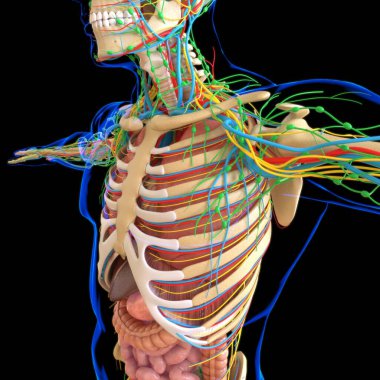 Human Anatomy With Skeleton System For Medical Concept 3D Illustration clipart