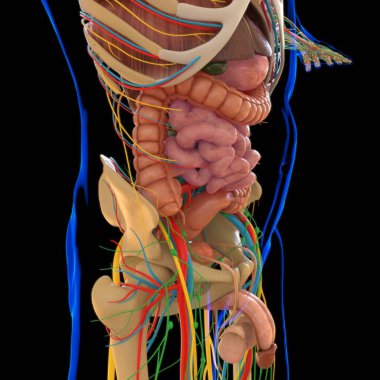 3B İllüstrasyon İçin İskelet Sistemli İnsan Anatomisi