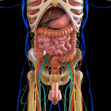 3B İllüstrasyon İçin İskelet Sistemli İnsan Anatomisi