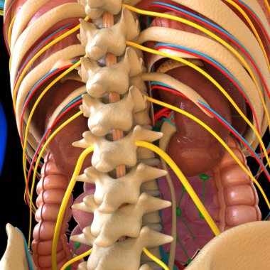 3B İllüstrasyon İçin İskelet Sistemli İnsan Anatomisi