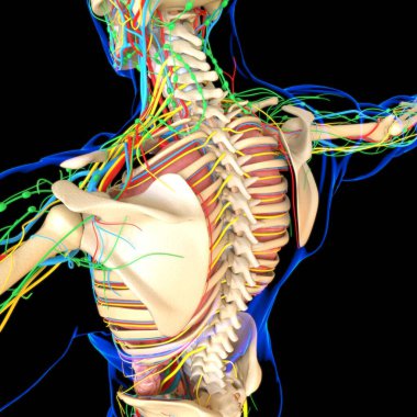 3B İllüstrasyon İçin İskelet Sistemli İnsan Anatomisi