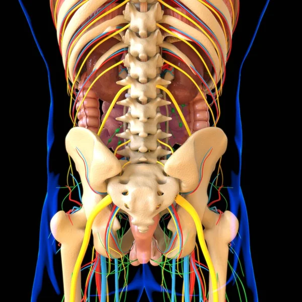 Human Anatomy Skeleton System Medical Concept Illustration — Stock fotografie