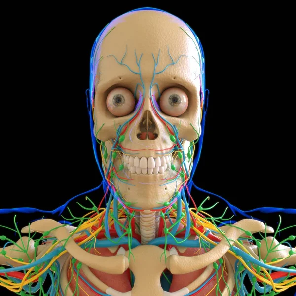 Anatomia Umana Con Sistema Dello Scheletro Illustrazione Medica Concetto — Foto Stock