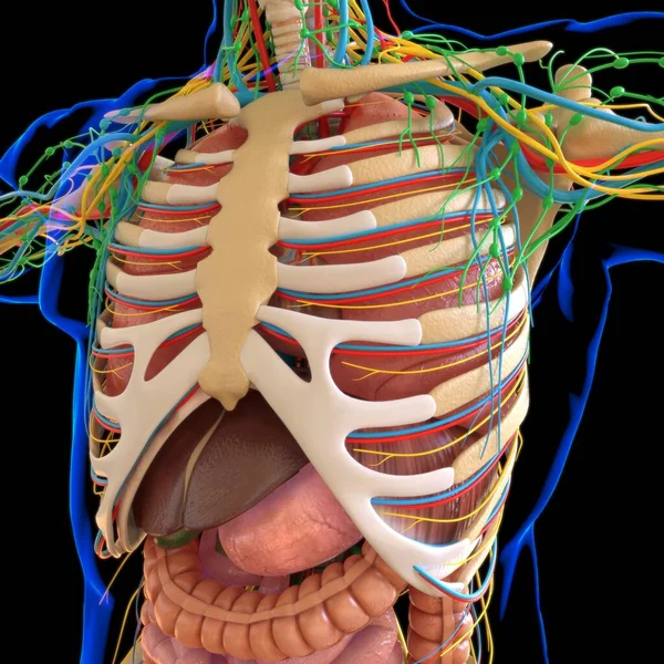 Anatomia Humana Com Sistema Esqueleto Para Ilustração Médica Conceito — Fotografia de Stock