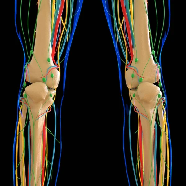 Human Anatomy With Skeleton System For Medical Concept 3D Illustration