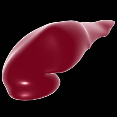 pankreas İnsan Sindirim Sistemi Anatomisi Tıbbi Konsept 3 boyutlu İllüstrasyon