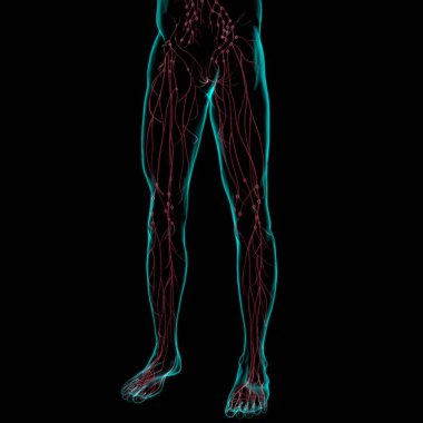 Tıbbi Konsept için İnsan Lenf Düğümleri Anatomisi 3 boyutlu Görüntü