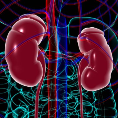 Tıbbi Konsept için Mesane Anatomisi olan İnsan İdrar Sistemi Böbrekleri 3 boyutlu İllüstrasyon