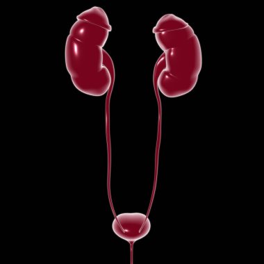 Tıbbi Konsept için Mesane Anatomisi olan İnsan İdrar Sistemi Böbrekleri 3 boyutlu İllüstrasyon