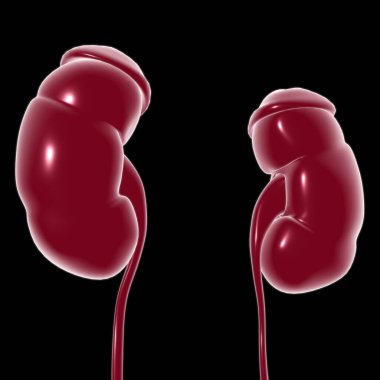 Tıbbi Konsept için Mesane Anatomisi olan İnsan İdrar Sistemi Böbrekleri 3 boyutlu İllüstrasyon