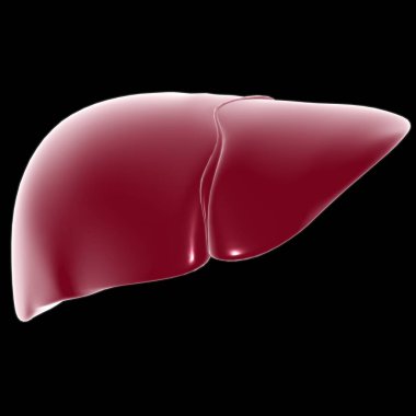 Karaciğer 3D Görüntü İnsan Sindirim Sistemi Anatomisi Tıbbi Konsept İçin