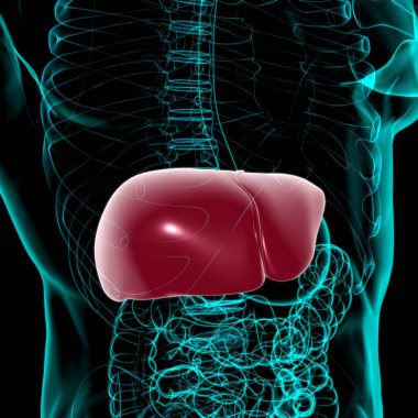 Karaciğer 3D Görüntü İnsan Sindirim Sistemi Anatomisi Tıbbi Konsept İçin