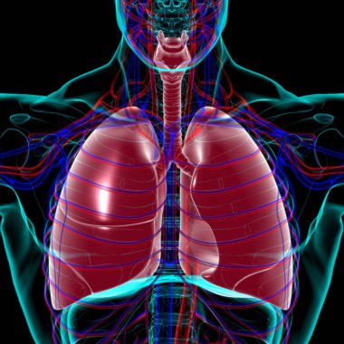 Tıbbi Konsept 3 boyutlu Resim İçin Akciğerler İnsan Solunum Sistemi Anatomisi