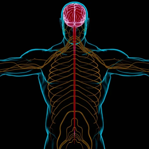Human Brain Anatomy For Medical Concept 3D Illustration