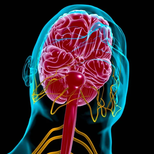 医学概念三维图解的人脑解剖 — 图库照片
