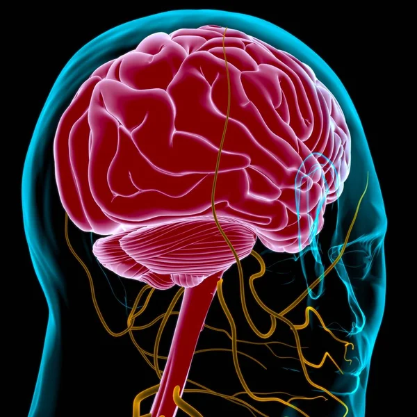 Anatomia Mózgu Człowieka Dla Koncepcji Medycznej Ilustracja — Zdjęcie stockowe