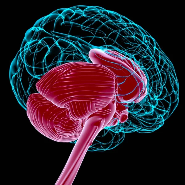 Piezas Internas Del Cerebro Humano Anatomía Para Concepto Médico Ilustración — Foto de Stock