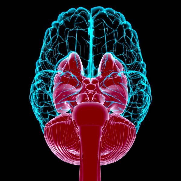 Анатомия внутренних частей мозга человека для медицинской концепции 3D иллюстрации