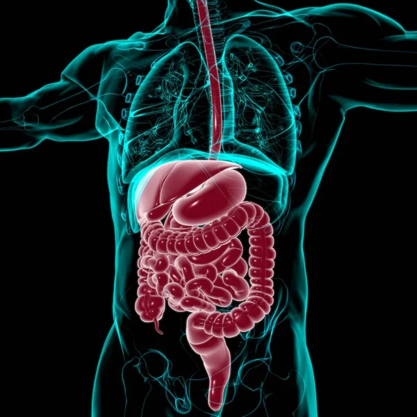 Anatomía Del Sistema Digestivo Humano Para Concepto Médico Ilustración — Foto de Stock