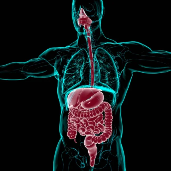 Anatomía Del Sistema Digestivo Humano Para Concepto Médico Ilustración —  Fotos de Stock