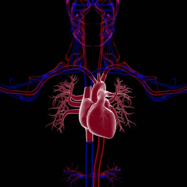 Anatomía Del Corazón Humano Para Concepto Médico Ilustración —  Fotos de Stock