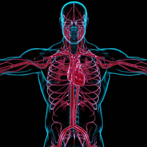Corazón Humano Con Anatomía Del Sistema Circulatorio Para Ilustración Del —  Fotos de Stock
